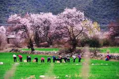 春天赏花圣地 这十个地方值得一去