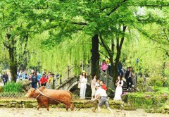 谷雨时节春耕忙 张家界黄龙洞景区田园风光醉游人