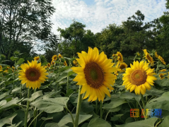 太美了！百亩北京最美花海已经就绪，等你带着相机