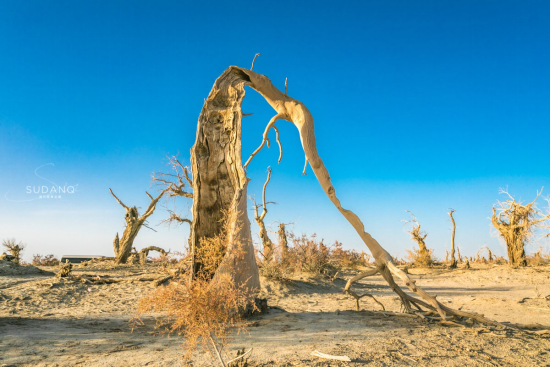 神秘的塔克拉玛干沙漠藏有“生命禁区”